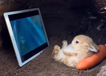 rabbit.png