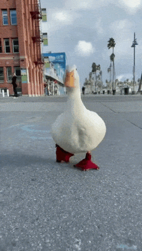 duck.gif